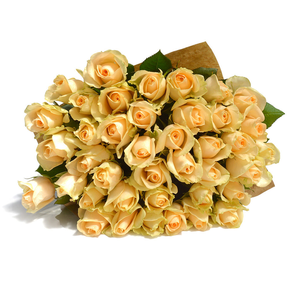 Creamy Dreamy Roses