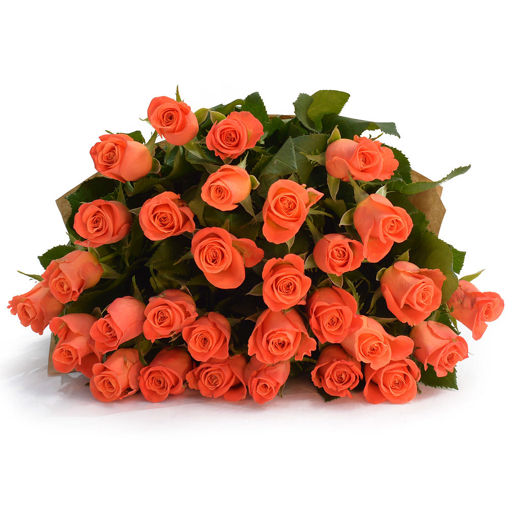 Peach Roses