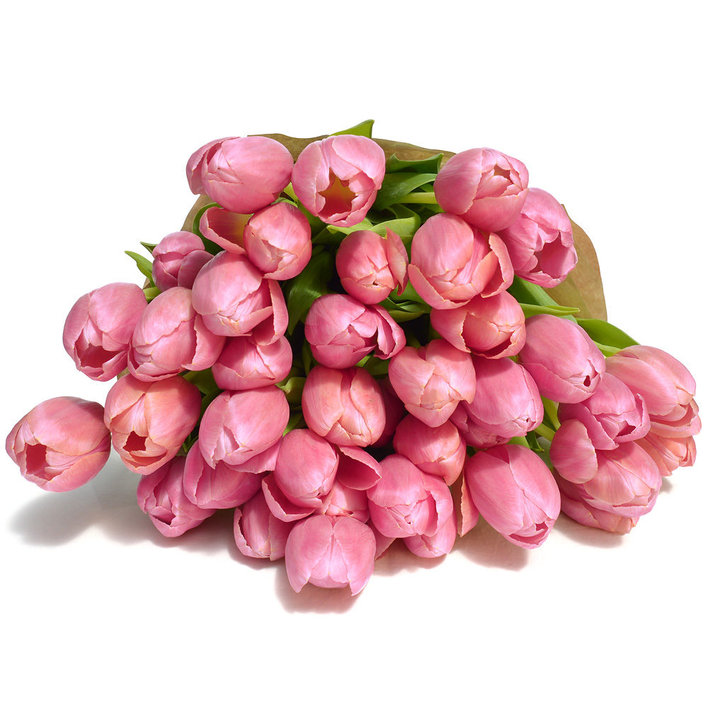 Pink Tulips