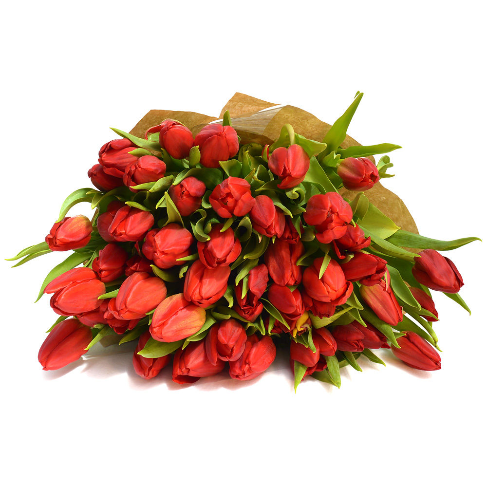Red Tulips