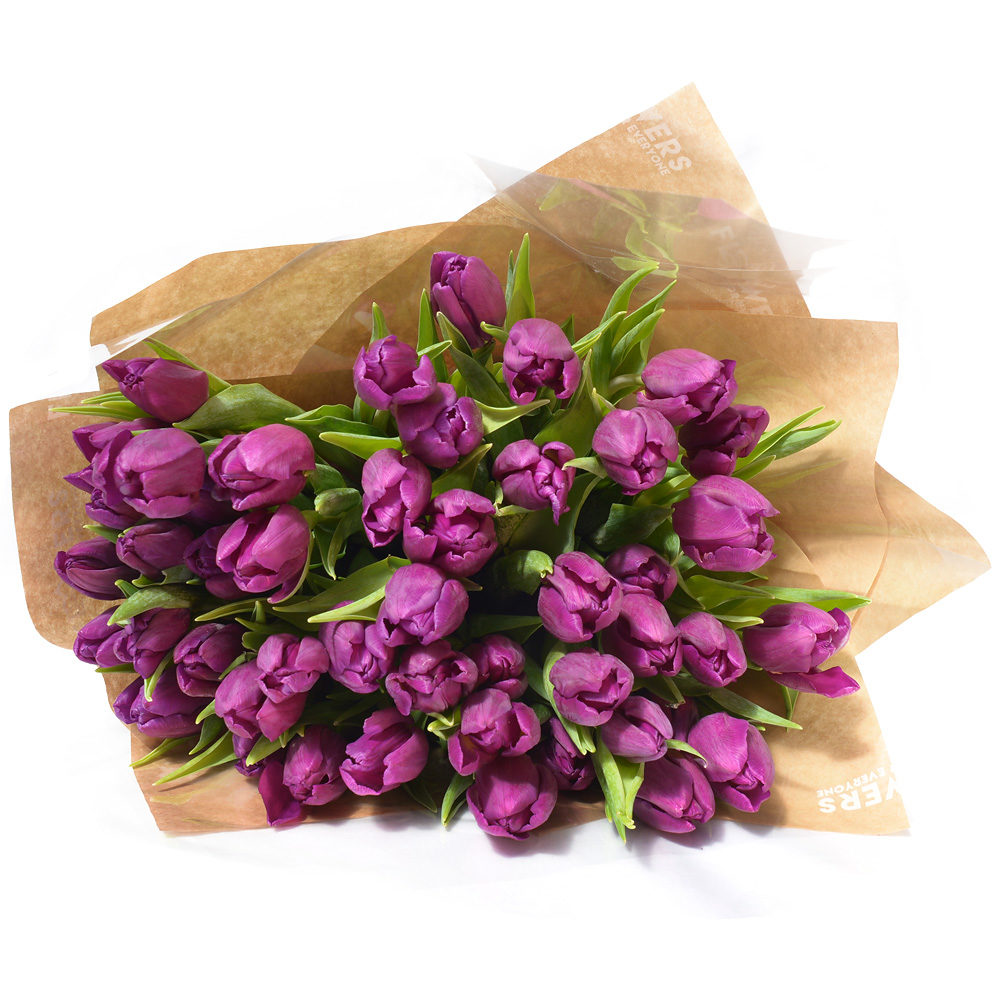 Purple Tulips