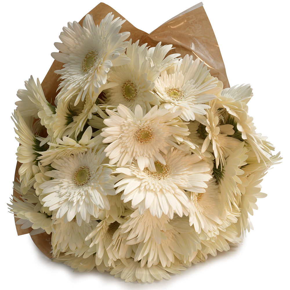 White Gerberas