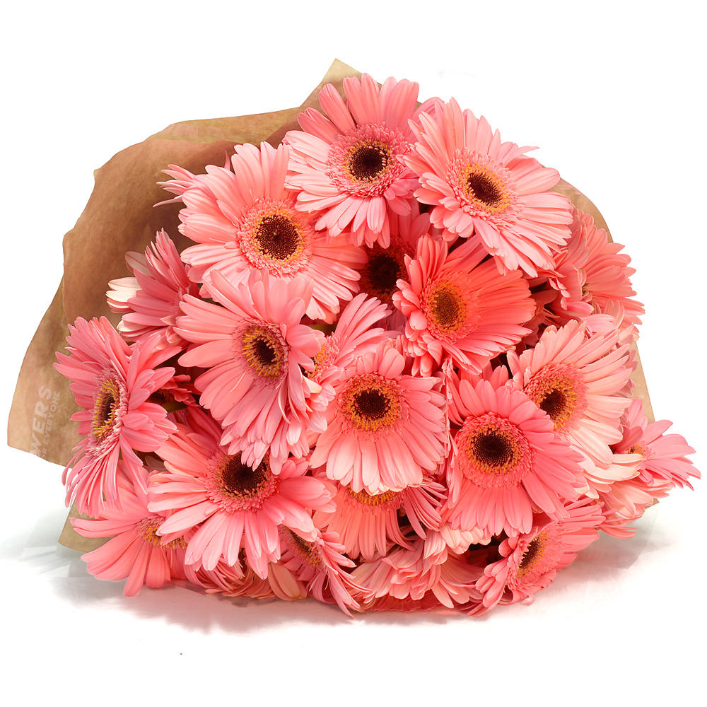 Pink Gerberas