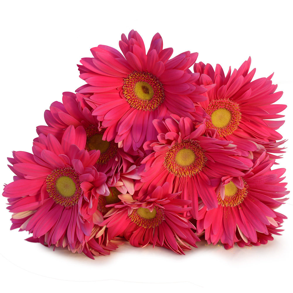 Pink Gerberas