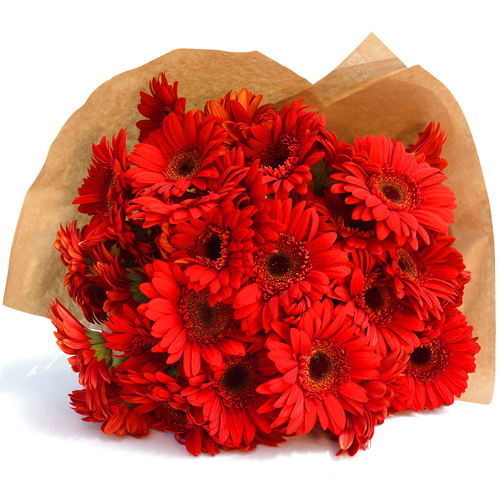 Red Gerberas