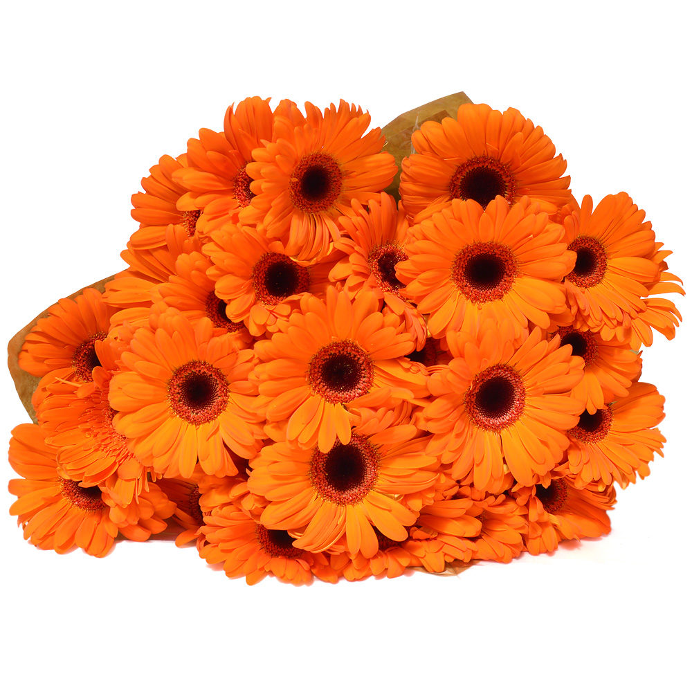 Orange Gerberas