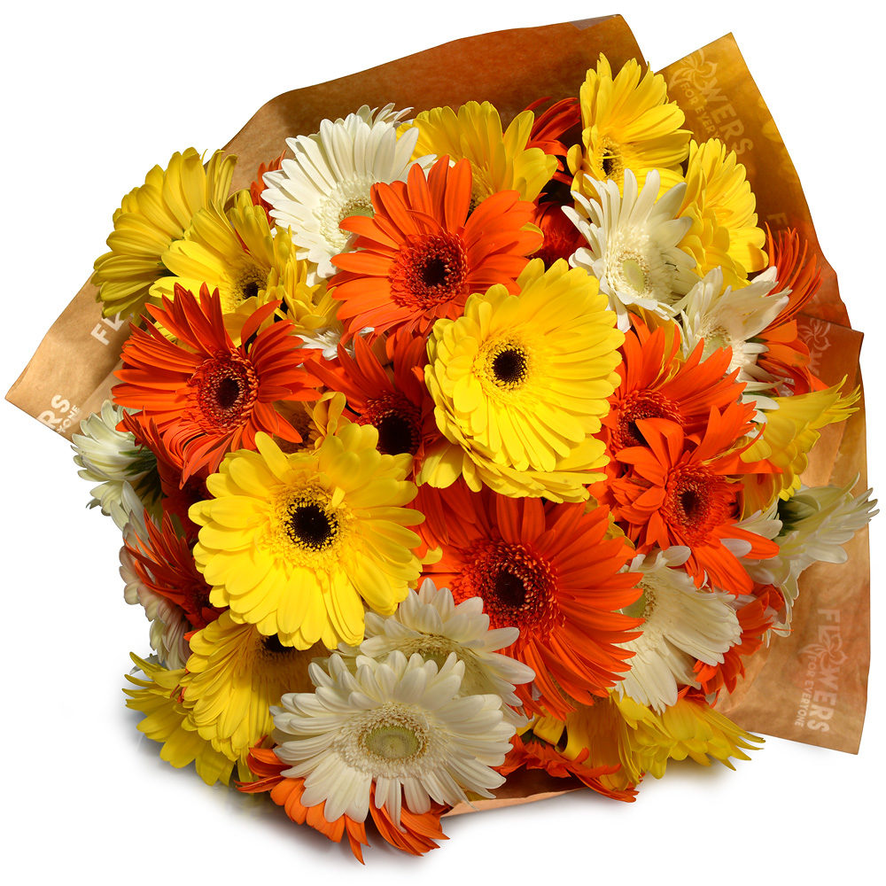Gerberas
