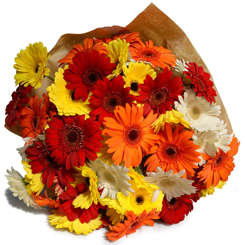 Gerberas