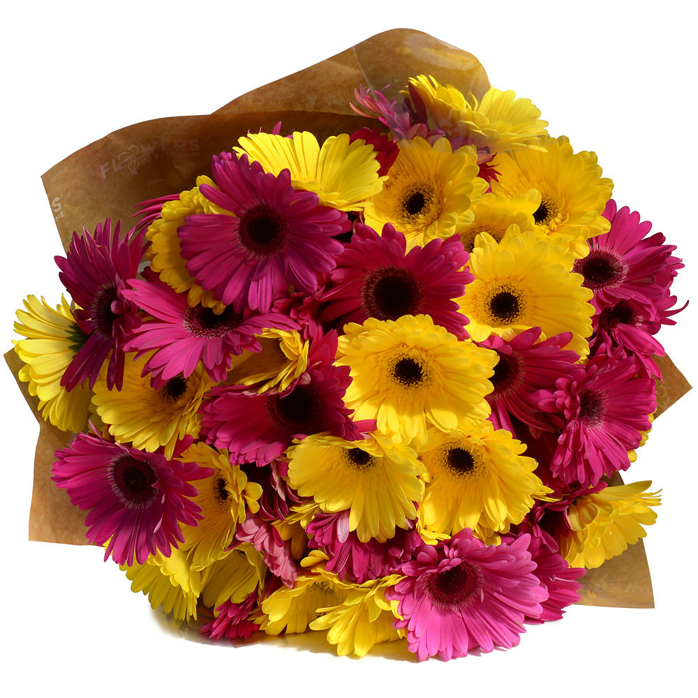 Gerberas