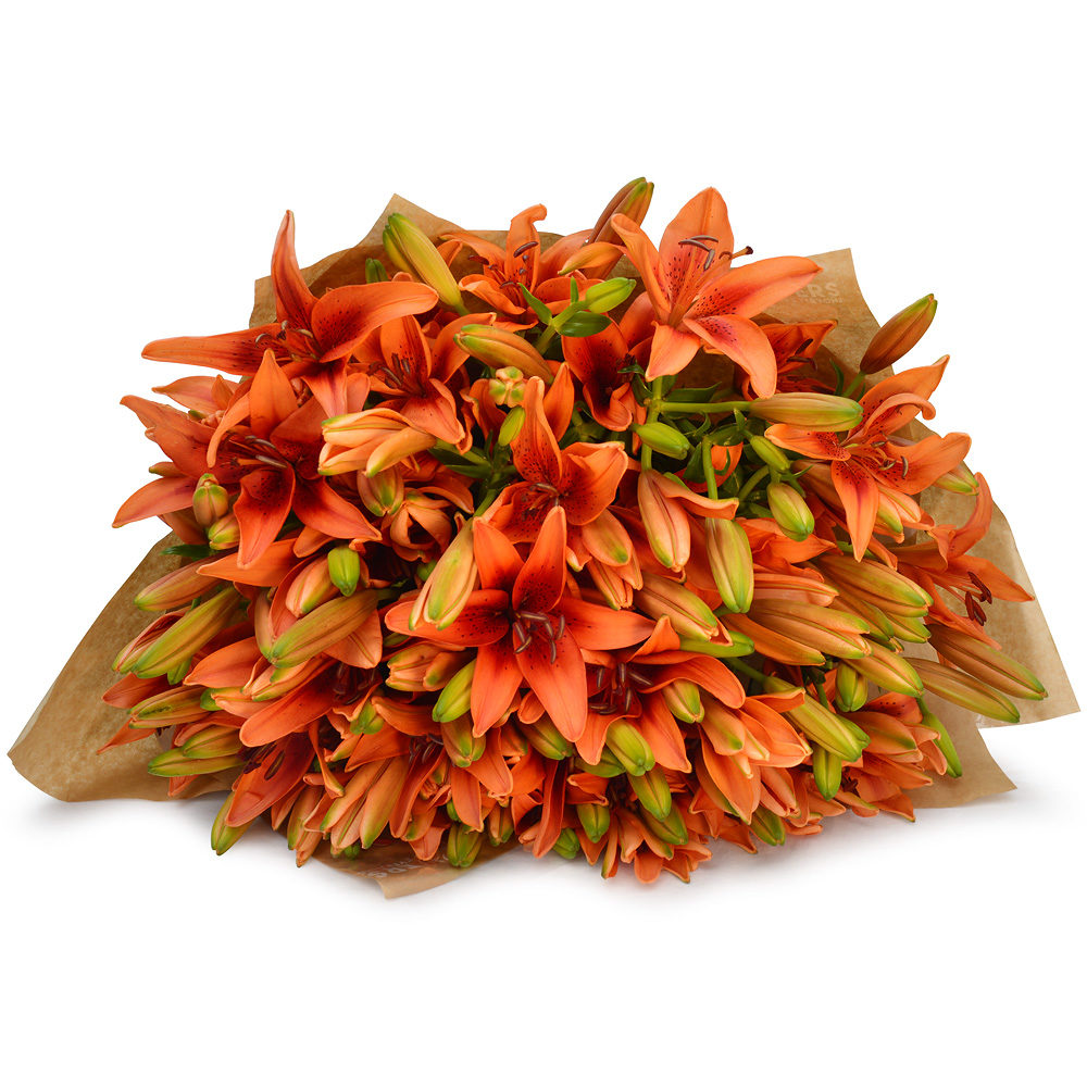 Orange Lilies