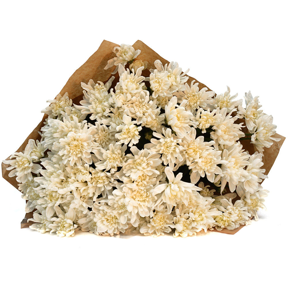 White Crysanthemums