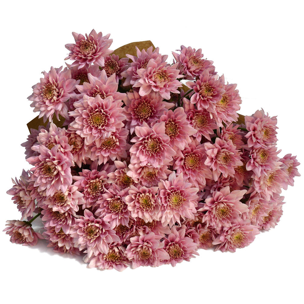 Purple Crysanthemums