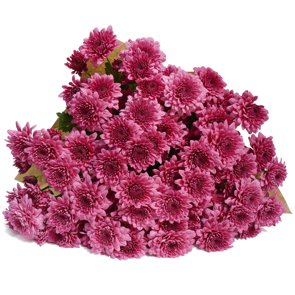 Purple Crysanthemums