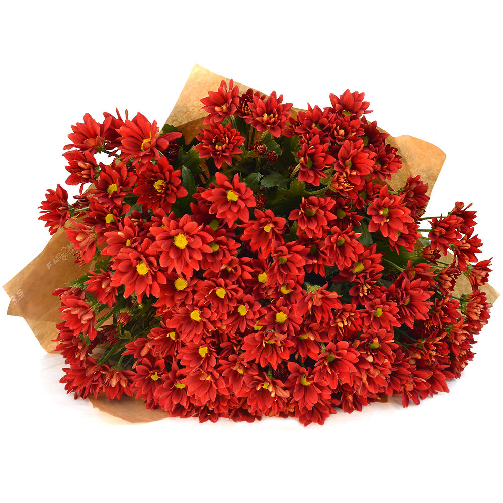 Red Crysanthemums