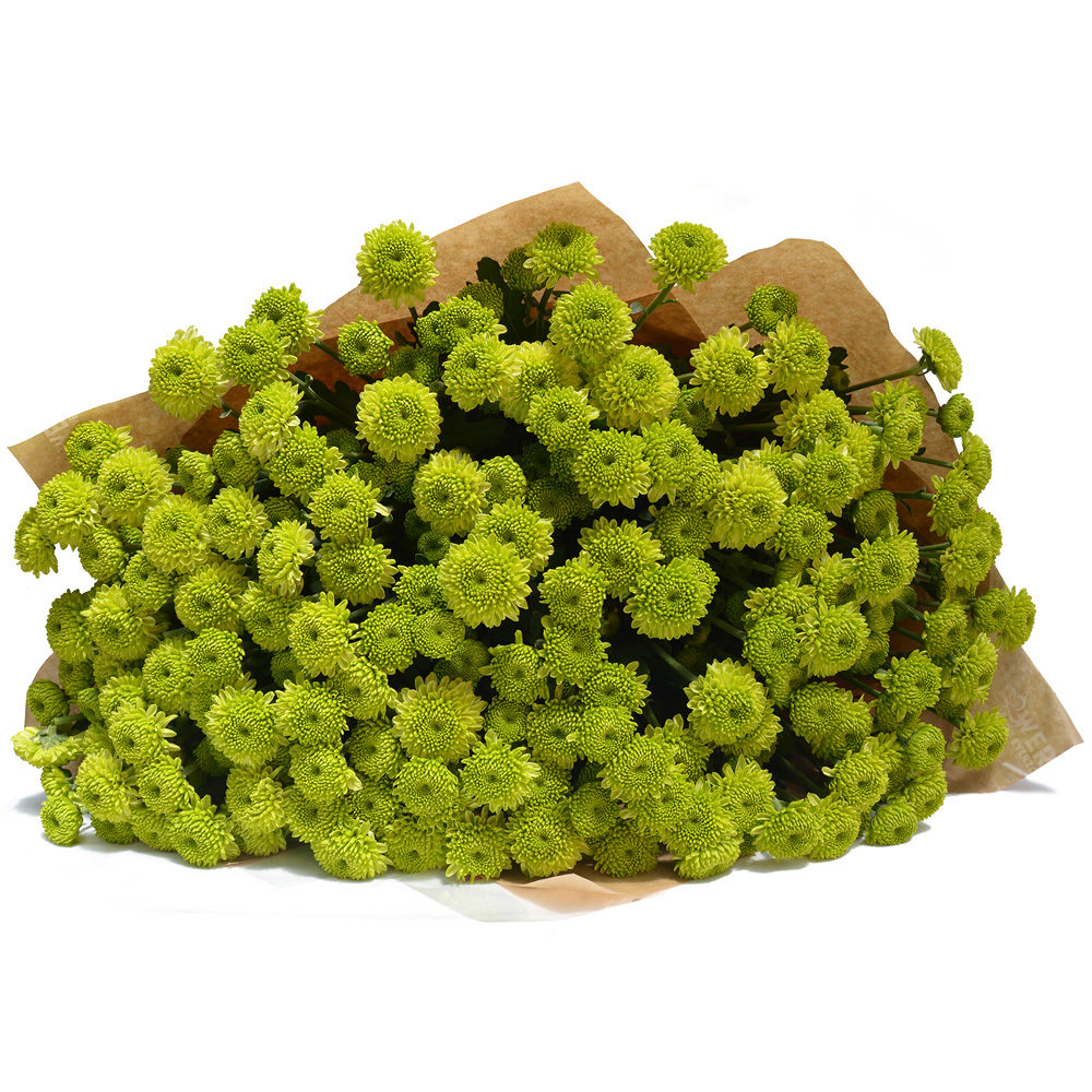 Green Crysanthemums